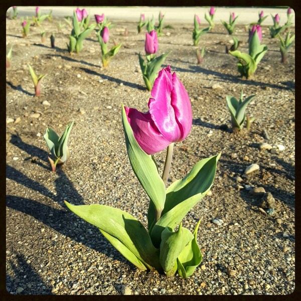 25881441191_92ce594e85_b