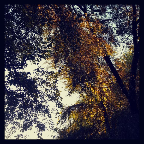 37736192976_6bd82469f3_b