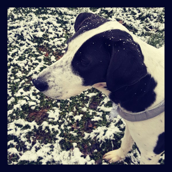 40168876185_255a0e1de8_b